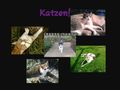 Meine Katzen!!!!! ? 75236249