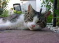 Coole Katzen 47985040