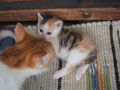 katzenbabys von paula 61349814