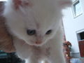 katzenbabys von paula 61350478