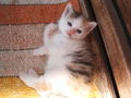 katzenbabys von paula 61350546