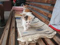 katzenbabys von paula 61351485