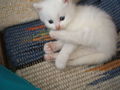 katzenbabys von paula 61351641