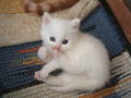 katzenbabys von paula 61351750