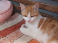 katzenbabys von paula 61352050