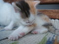 katzenbabys von paula 61352165