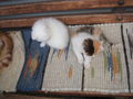 katzenbabys von paula 61352237