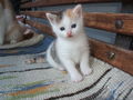 katzenbabys von paula 61353236