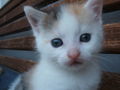 katzenbabys von paula 61353379