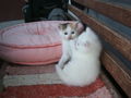 katzenbabys von paula 61353980