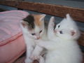 katzenbabys von paula 61354101