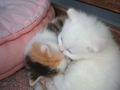 katzenbabys von paula 61354259