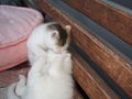 katzenbabys von paula 61354392