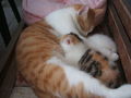 katzenbabys von paula 61354558