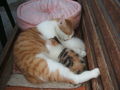 katzenbabys von paula 61354725