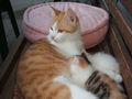 katzenbabys von paula 61355156