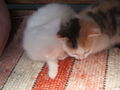 katzenbabys von paula 61355375