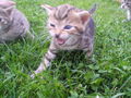 Katzen Babys  65877637