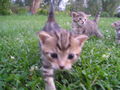 Katzen Babys  65877663