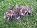 Katzen Babys  65877738