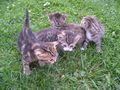 Katzen Babys  65877754