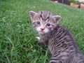 Katzen Babys  65877788