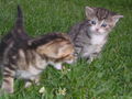 Katzen Babys  65877814