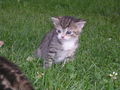 Katzen Babys  65877850