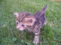 Katzen Babys  65877928