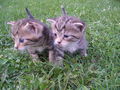 Katzen Babys  65877984