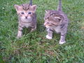 Katzen Babys  65878013