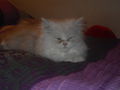 My Cat Sunny 68818708