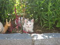 My cats 47032607