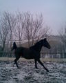 me horse ! ! ! 49415025