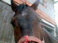 me horse ! ! ! 49415123