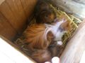 unsere hasen und meerschweine 54409781