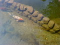 fische im teich 64707899