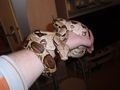 Meine boa constrictor imperator 70251238