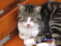 Katzen und Hasen 74716958