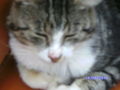 Katzen und Hasen 74716973