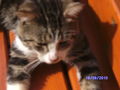 Katzen und Hasen 74717103