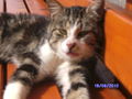 Katzen und Hasen 74717114