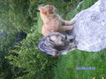 Katzen und Hasen 74717214