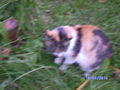 Katzen und Hasen 74717301