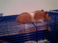 meine hamster 61669794