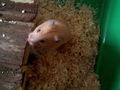 meine hamster 61670711