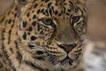 Leoparden 48222677