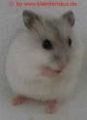 Moi Hamster san so sweet... 50798683