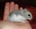 Moi Hamster san so sweet... 50798689