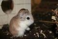 Moi Hamster san so sweet... 50798690